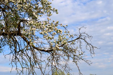 Tree and sky
