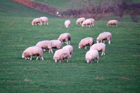 Happy Ewes Here