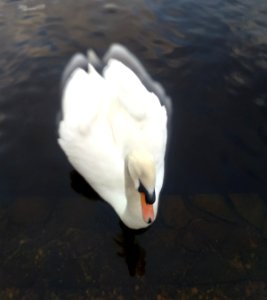 Swan's Aura photo