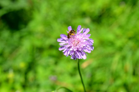 Flower photo