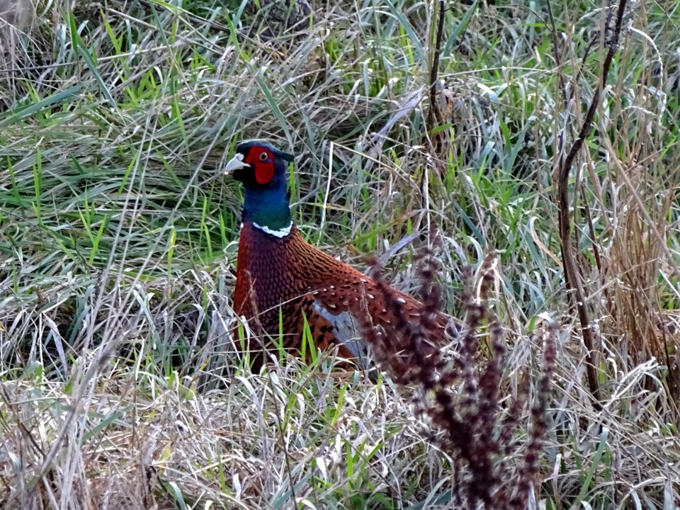 Chester Pheasant