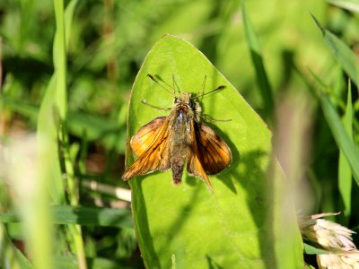 Skipper 3 photo