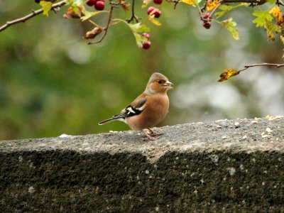 Male Chaffinch photo