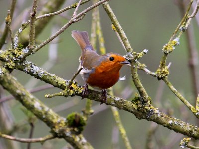 1 Robin photo