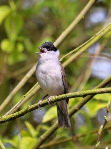 Eurasian blackcap (Sylvia atricapilla) photo