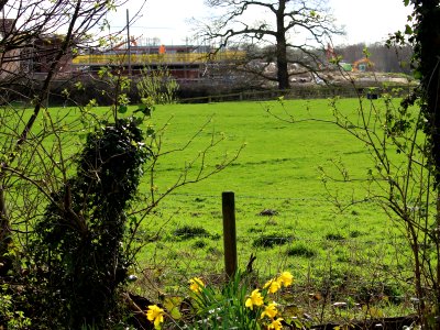 Meanwhile, behind the Daffs.