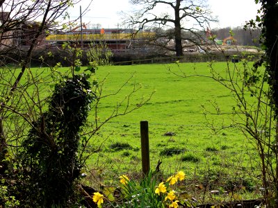 Meanwhile, behind the Daffs. photo