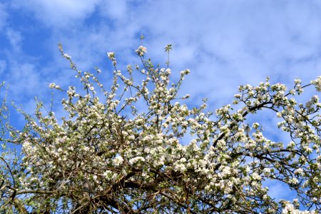 Tree and sky