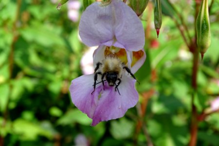 The Bee in the Weed photo