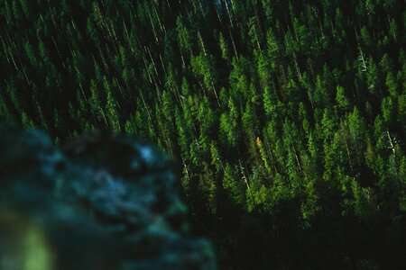 Forest above aerial photo