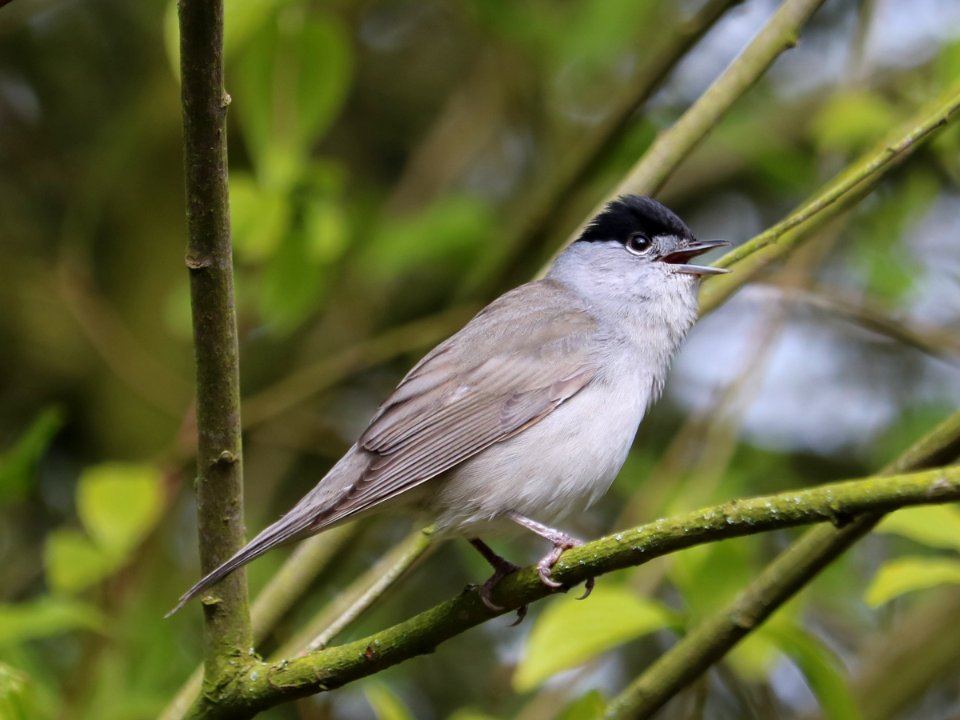 Eurasian Blackcap (Sylvia atricapilla)
