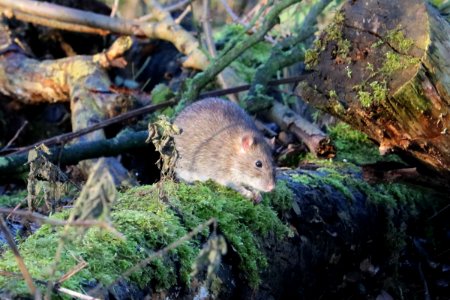 Brown Rat, Rattus norvegicus