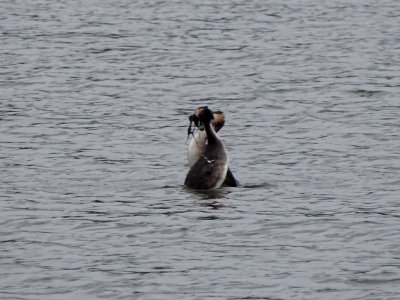 Grebes 06 photo