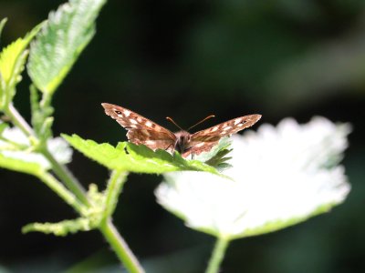 Speckled Wood Butterfly photo