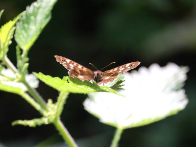 Speckled Wood Butterfly