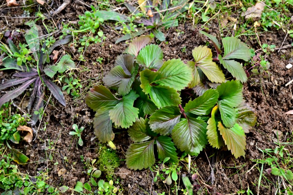 leaves of strawberry