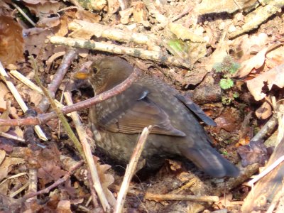 Grey-Haired Blackbird photo