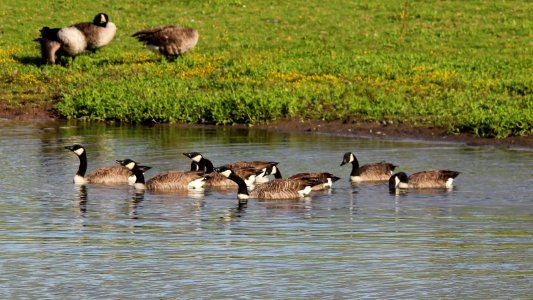 Canada Geese 2 photo