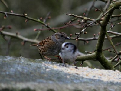 Dunnock steals the focus photo