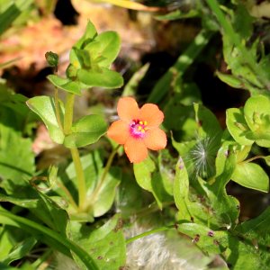 Tiny Wild Flower photo