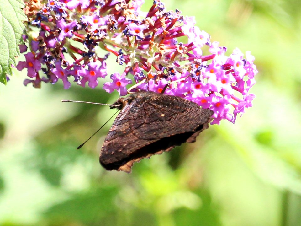 Peacock Feeding on Buddleia