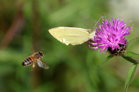 Butterfly and Honeybee photo