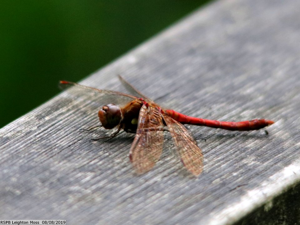 Common Darter, Sympetrum striolatum