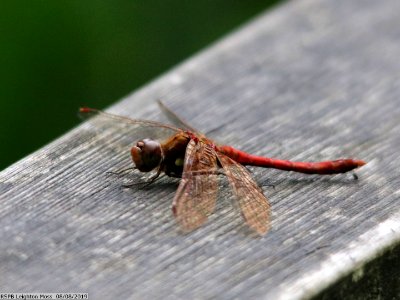 Common Darter, Sympetrum striolatum photo