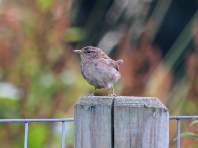 Little Bird