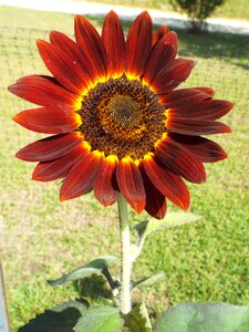 Red sunflower spring summer
