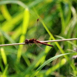 Dragonfly photo