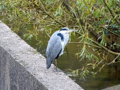 Andersen Heron photo