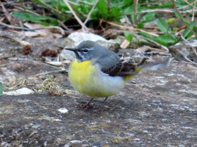 Grey Wagtail