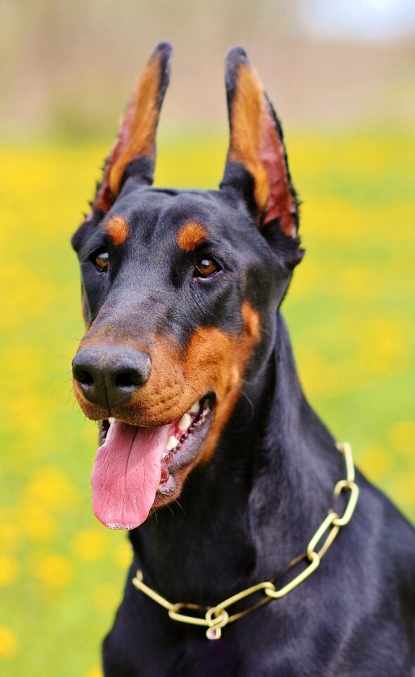 Portrait dog nature
