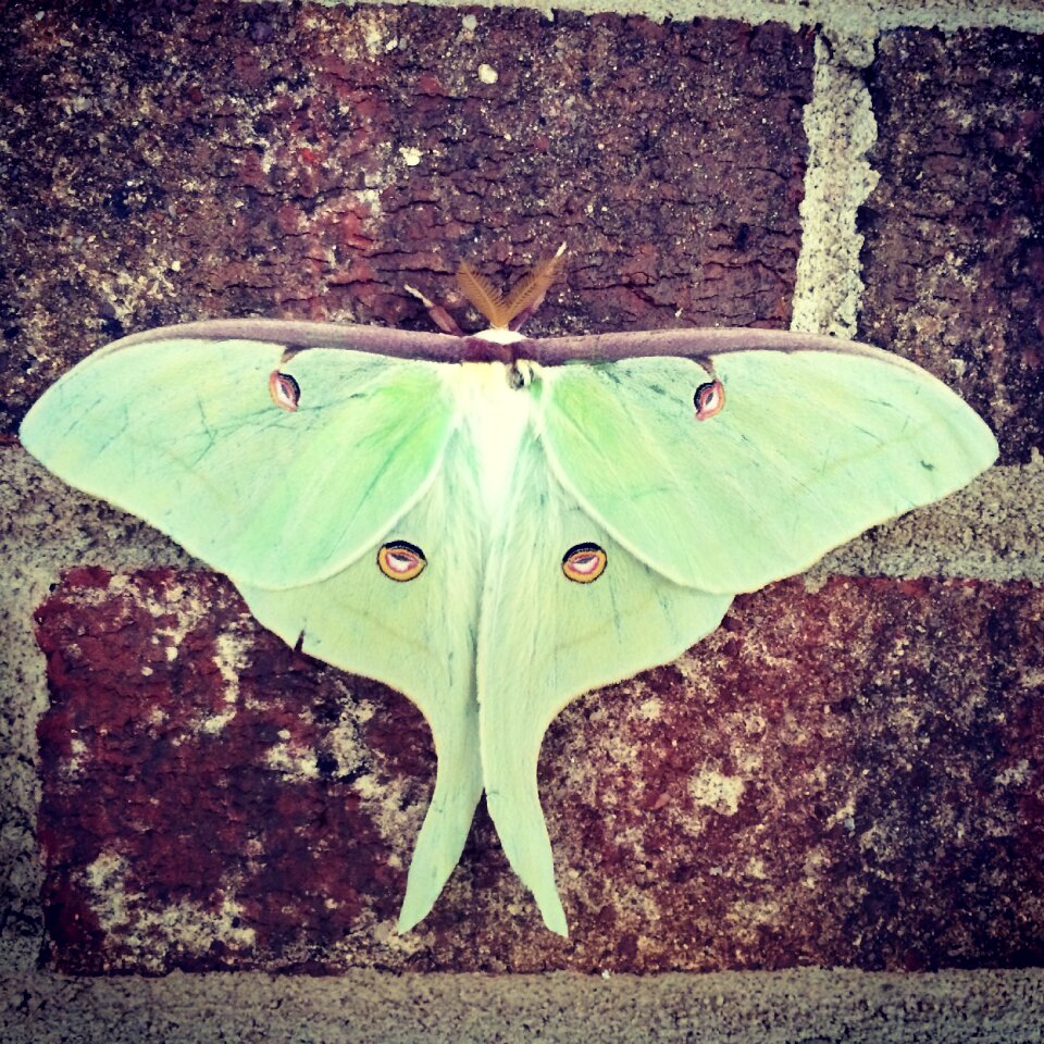 Luna moth green eyes