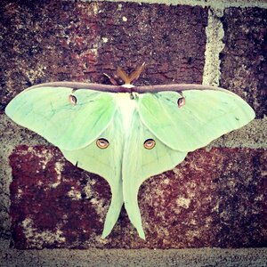 Luna moth green eyes