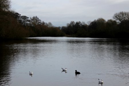 Winterley Pool photo