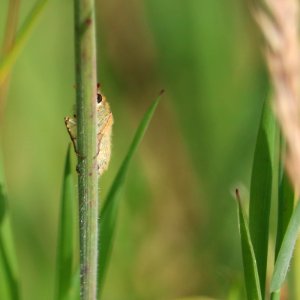 Pole-dancing Skipper 03