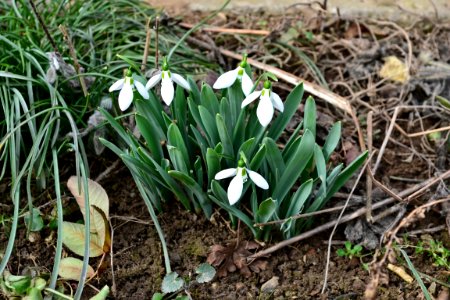 Snowdrops in February