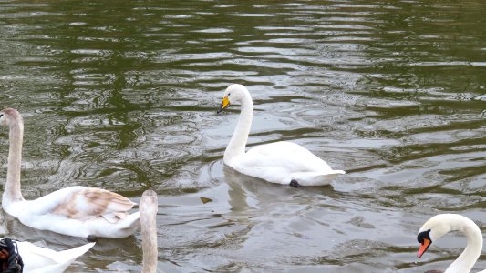 Whooper Swan at Middlewich.