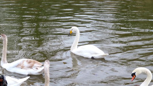 Whooper Swan at Middlewich. photo