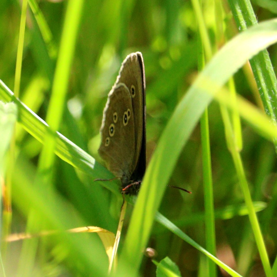 Ringlet