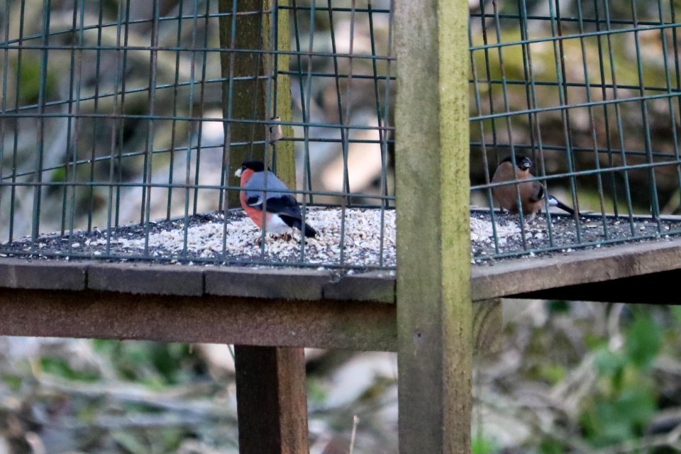 Bullfinch Couple. photo