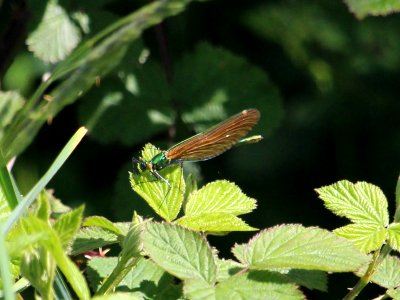 Beautiful Demoiselle - Calopteryx virgo photo