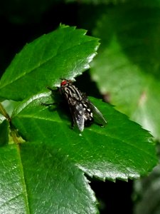 Flesh Fly - Sarcophaga bercaea.