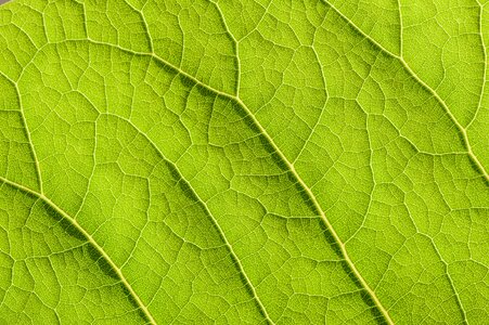 Nature plant veins photo