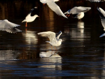 Ice Landing Gull photo