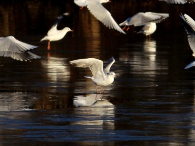 Ice Landing Gull