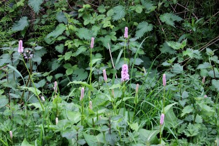 Persicaria bistorta photo