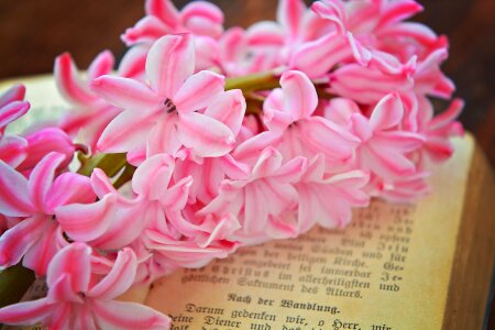 Pink spring flower fragrant flower photo